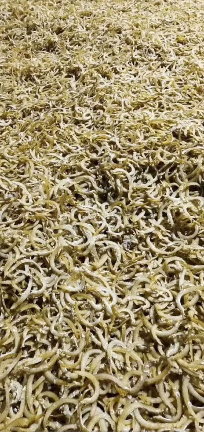 渤海湾凤尾鱼，一手货源，大量有货，批发价不包邮。
