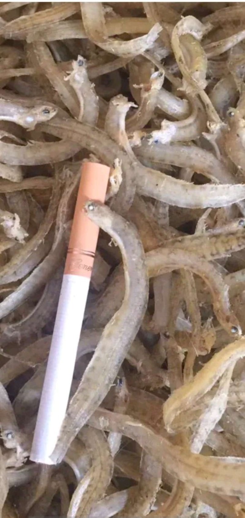 渤海湾凤尾鱼，一手货源，大量有货，批发价不包邮。