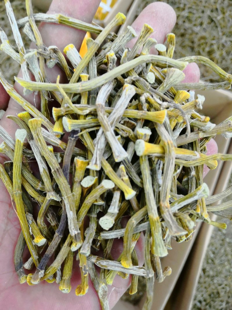 浙江种铁皮石斛寸金条，全化渣，饱满度好