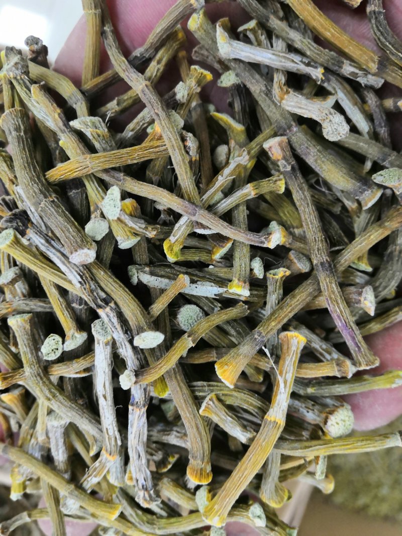 浙江种铁皮石斛寸金条，全化渣，饱满度好