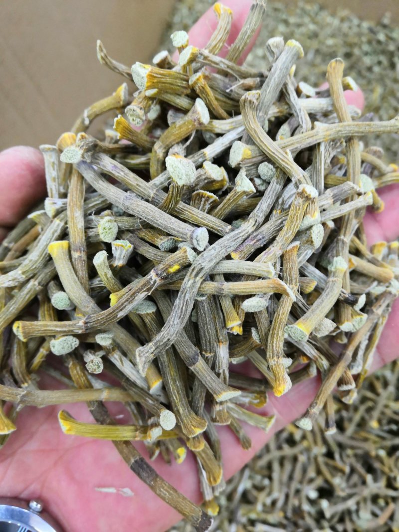 浙江种铁皮石斛寸金条，全化渣，饱满度好