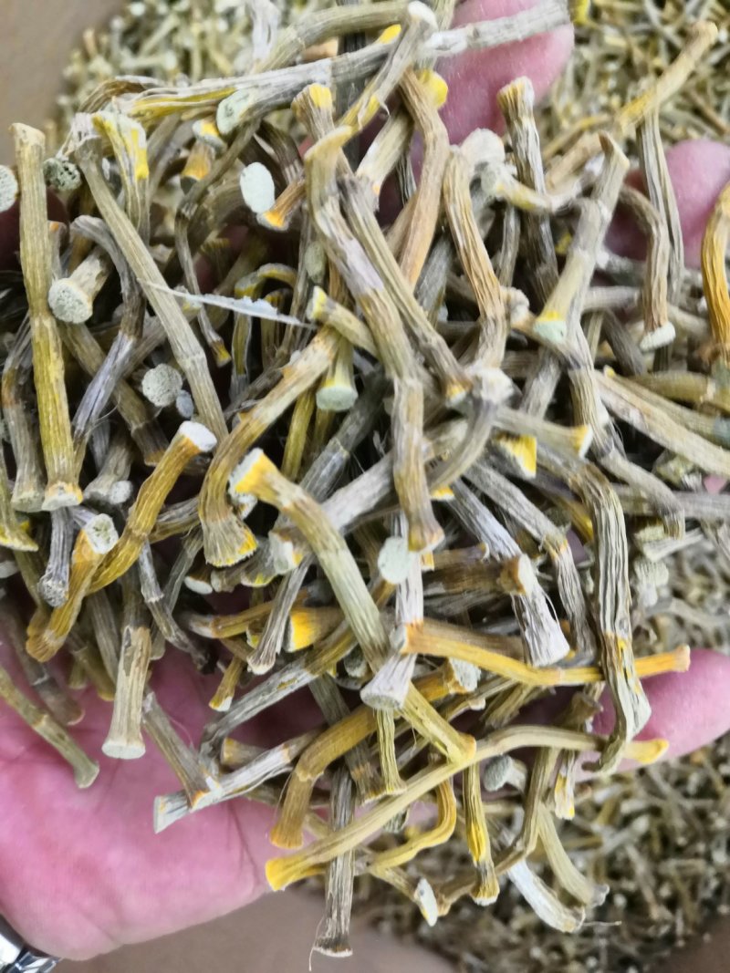 浙江种铁皮石斛寸金条，全化渣，饱满度好