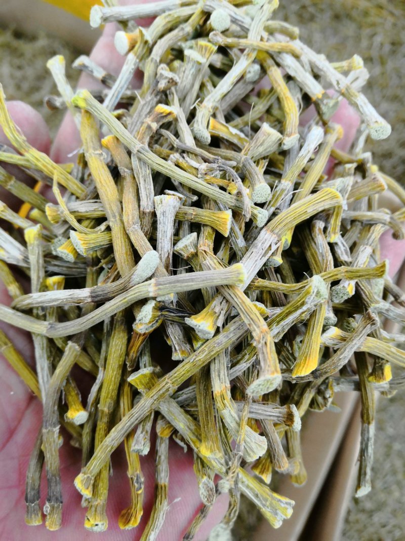 浙江种铁皮石斛寸金条，全化渣，饱满度好
