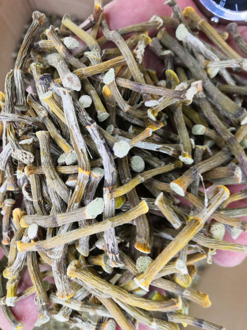 浙江种铁皮石斛寸金条，全化渣，饱满度好