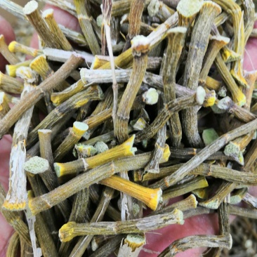 浙江种铁皮石斛寸金条，全化渣，饱满度好