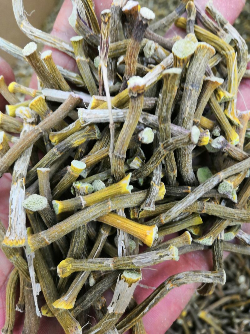 浙江种铁皮石斛寸金条，全化渣，饱满度好