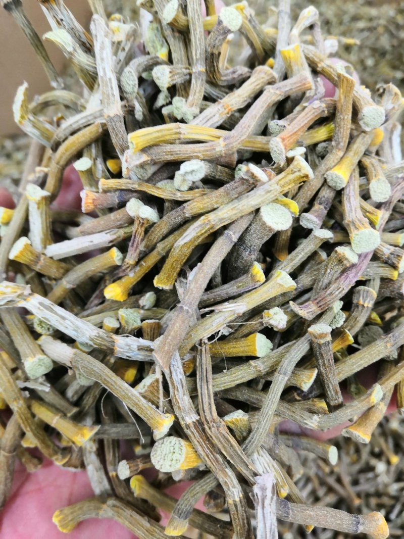 浙江种铁皮石斛寸金条，全化渣，饱满度好