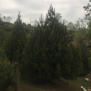大量供应白皮松各种规格，我们有精心的团队