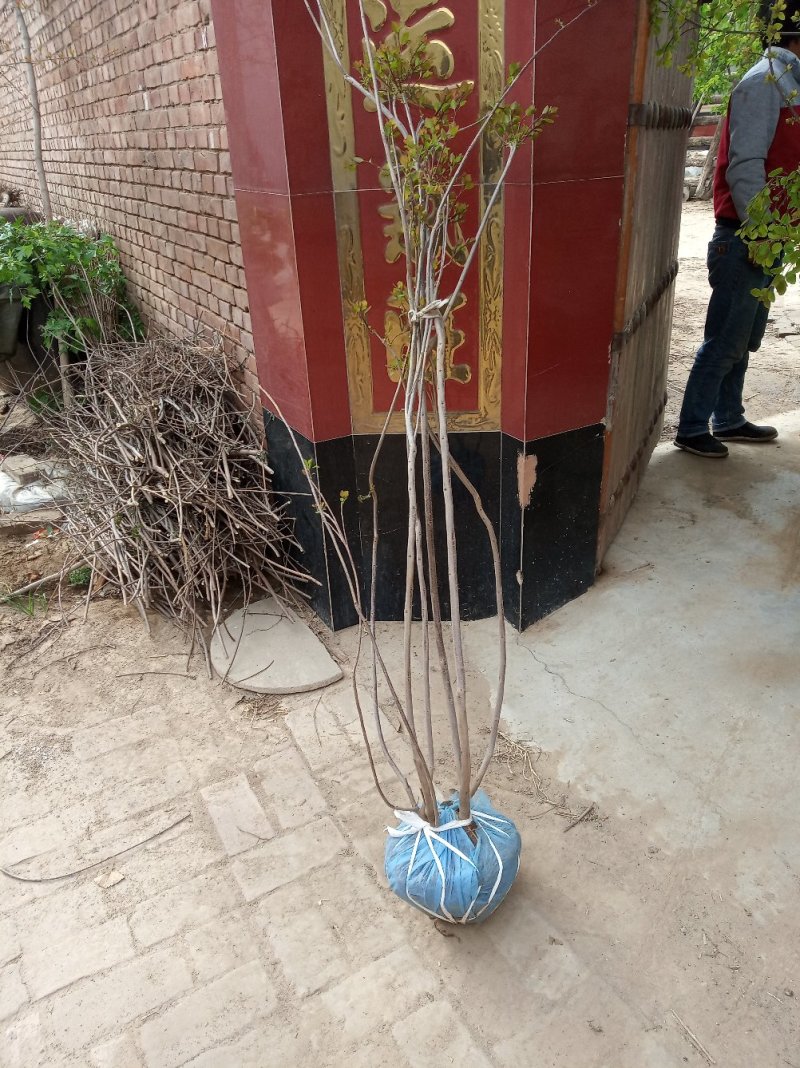 丛生黄栌易成活无病虫害