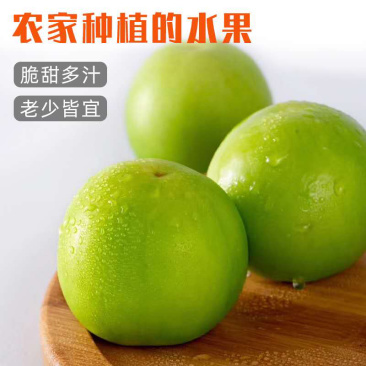 青枣三斤五斤十斤一件代发