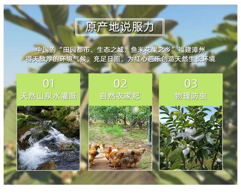 番石榴芭乐红心白心三斤五斤电商一件代发包邮