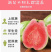 番石榴芭乐红心白心三斤五斤电商一件代发包邮