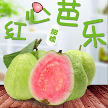 番石榴芭乐红心白心三斤五斤电商一件代发包邮