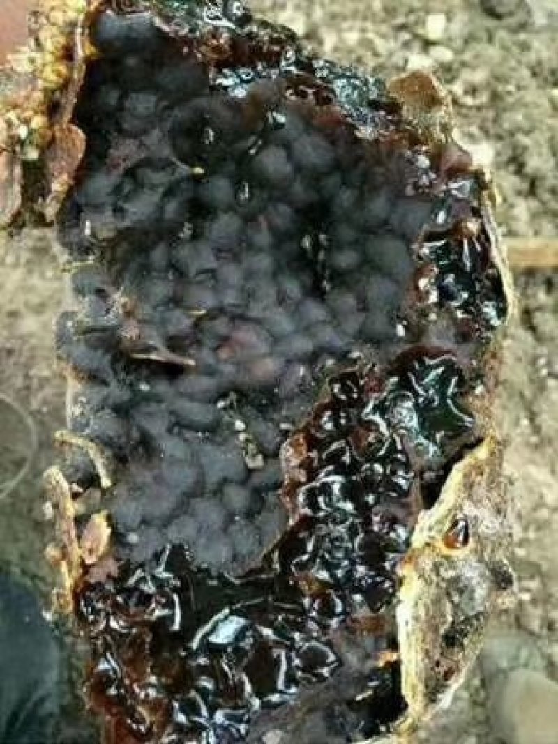 蜂蜜，来自西双版纳原始森林的纯生态蜂蜜
