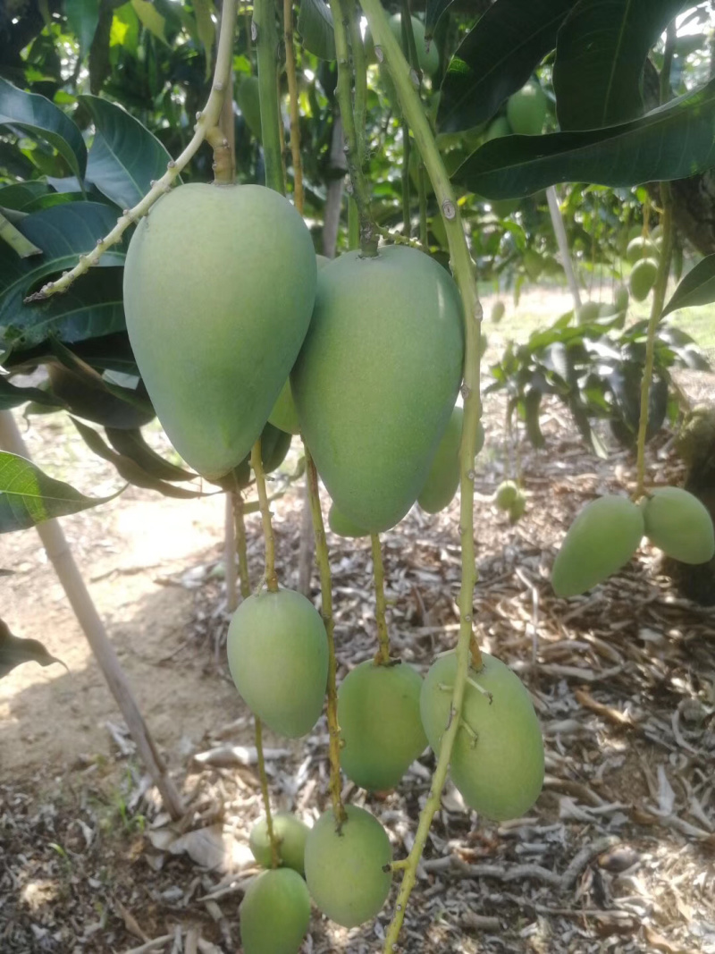 小台芒