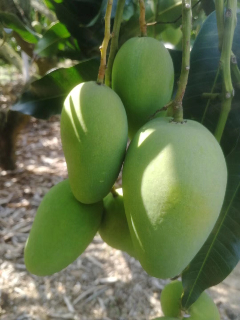 小台芒