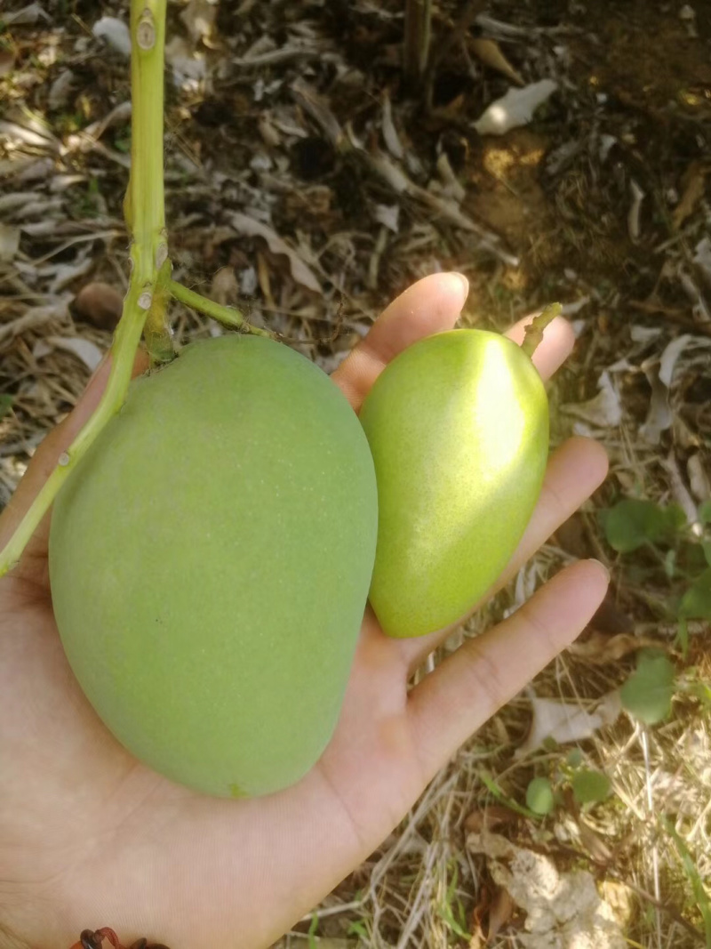 小台芒