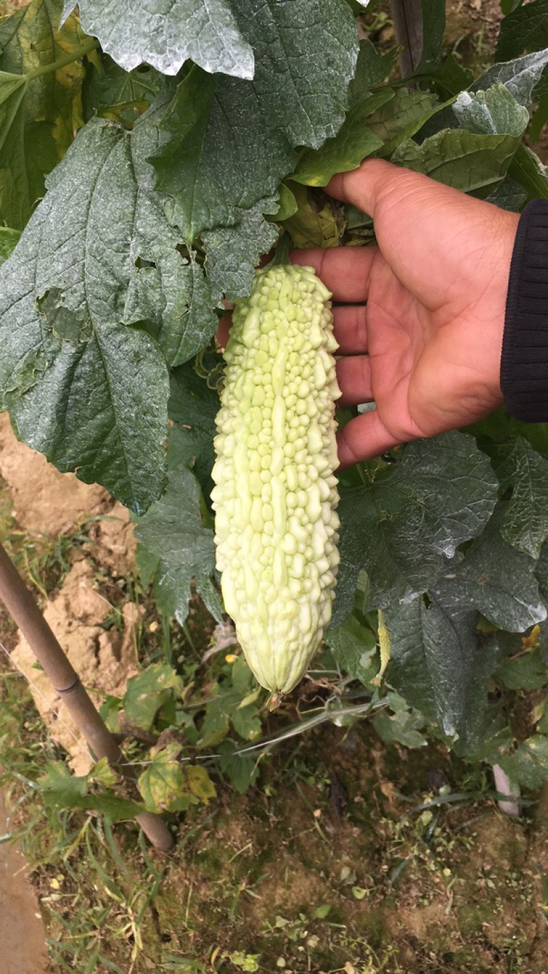 绿珍珠苦瓜白珍珠苦瓜已经大量上市诚信合作量大从优。