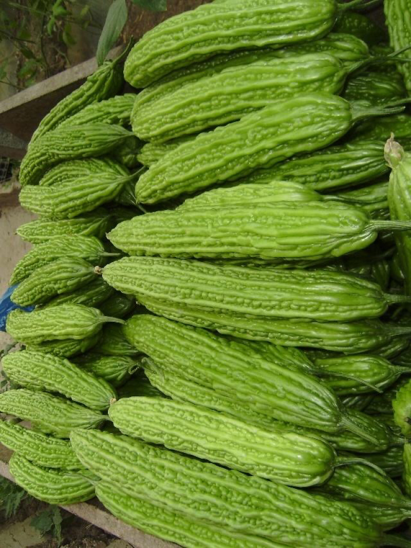 绿珍珠苦瓜白珍珠苦瓜已经大量上市诚信合作量大从优。