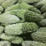 绿珍珠苦瓜白珍珠苦瓜已经大量上市诚信合作量大从优。