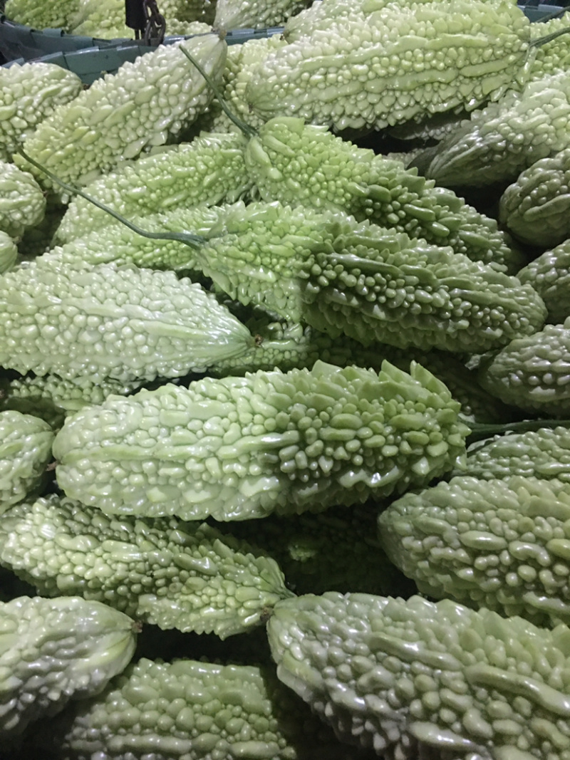 绿珍珠苦瓜白珍珠苦瓜已经大量上市诚信合作量大从优。