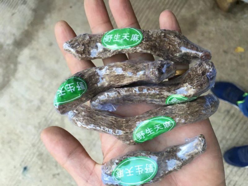 正宗昭通天麻昭通野生天麻昭通小草坝乌天麻