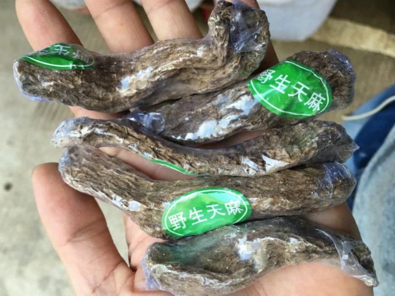 正宗昭通天麻昭通野生天麻昭通小草坝乌天麻