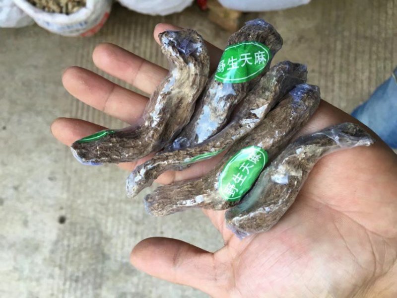 正宗昭通天麻昭通野生天麻昭通小草坝乌天麻
