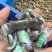 正宗昭通天麻昭通野生天麻昭通小草坝乌天麻