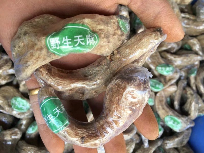 正宗昭通天麻昭通野生天麻昭通小草坝乌天麻
