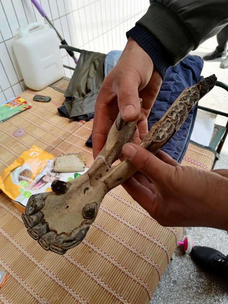 山西临猗，黄河边上沙层千年龙骨，龙牙有大小货，有完整化！