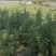 3米雪松4米雪松5米雪松6米雪松基地