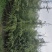 3米雪松4米雪松5米雪松6米雪松基地