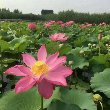 荷花苗，基地直供价格优惠欢迎大家前来选购