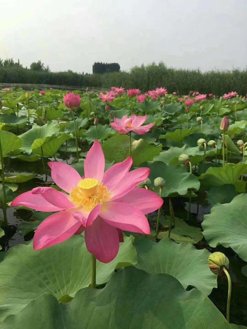 荷花苗，基地直供价格优惠欢迎大家前来选购