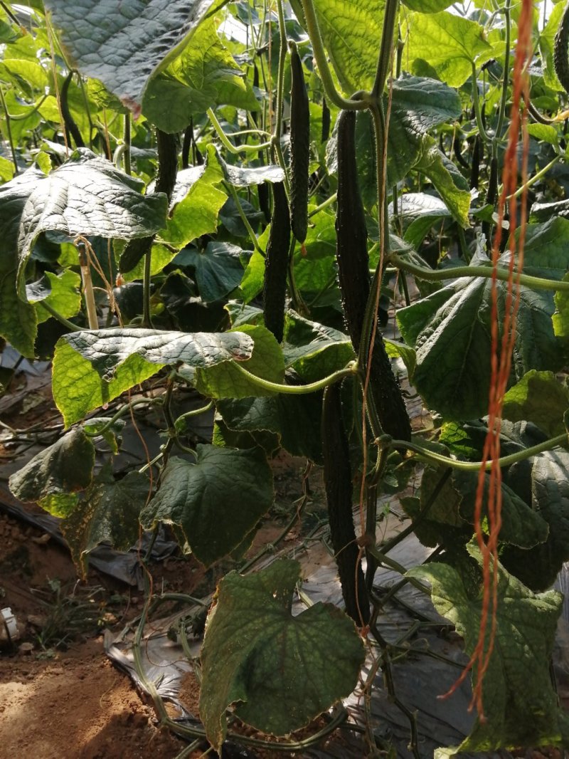 密刺油亮黄瓜