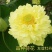 精品荷花苗基地直供价格优惠，欢迎大家选购，预订中