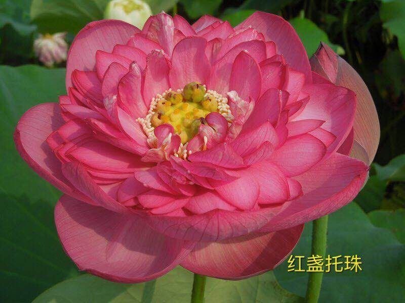精品荷花苗基地直供价格优惠，欢迎大家选购，预订中