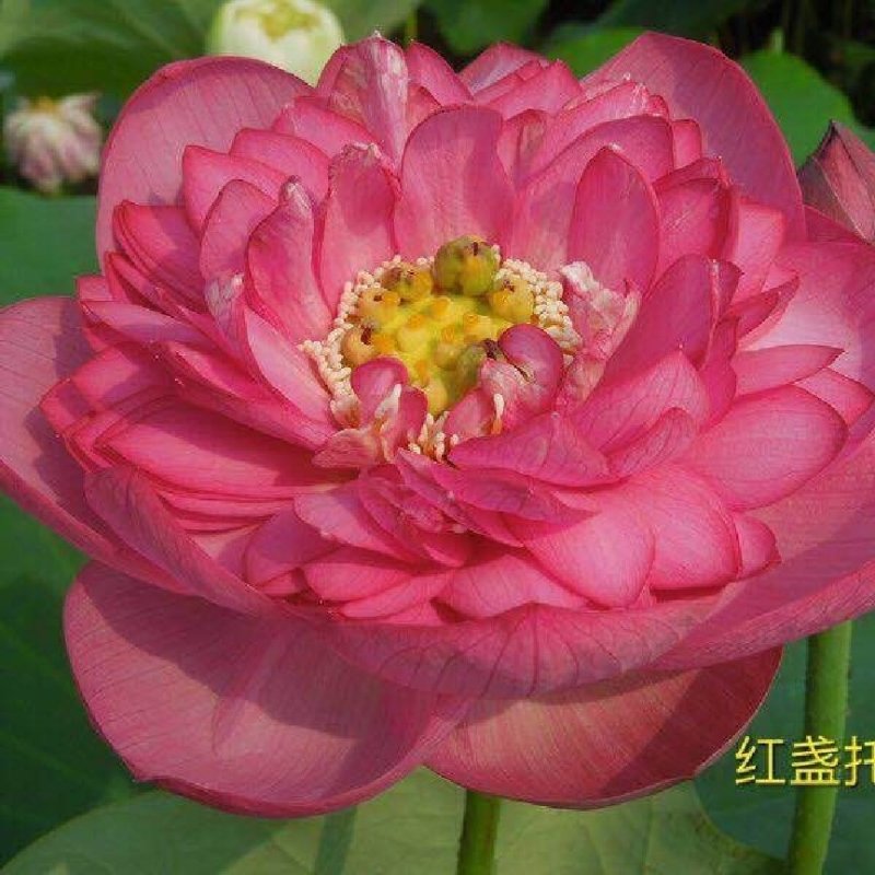 精品荷花苗基地直供价格优惠，欢迎大家选购，预订中