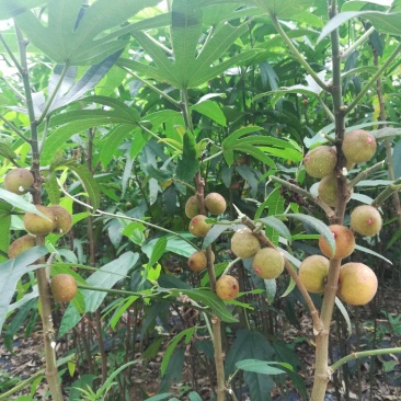 五指毛桃苗带土球发货品种纯正免费提供种植技术