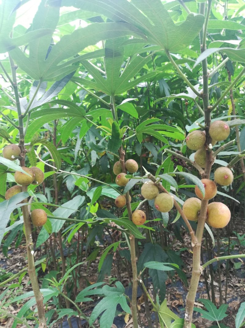 五指毛桃苗带土球发货品种纯正免费提供种植技术
