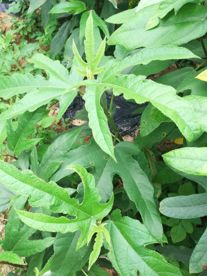 五指毛桃苗带土球发货品种纯正免费提供种植技术