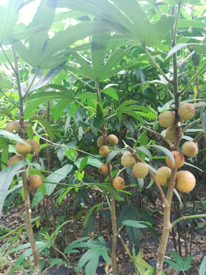 五指毛桃苗带土球发货品种纯正免费提供种植技术
