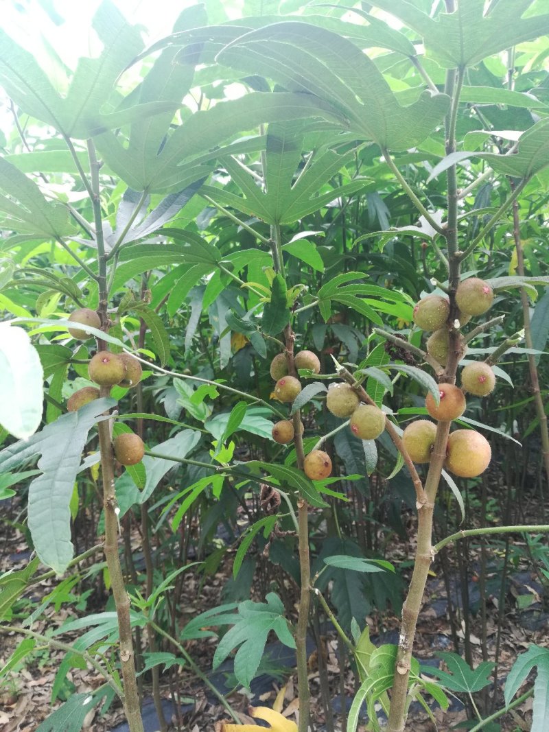 五指毛桃苗带土球发货品种纯正免费提供种植技术