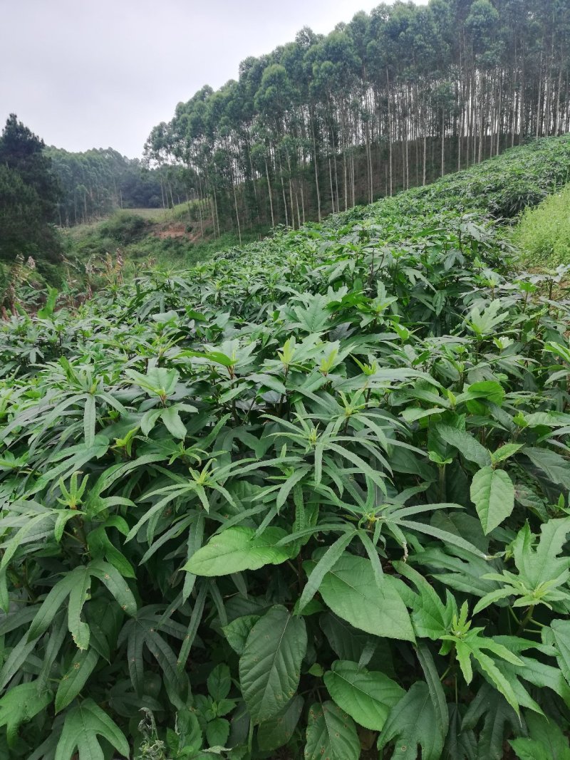 五指毛桃苗带土球发货品种纯正免费提供种植技术