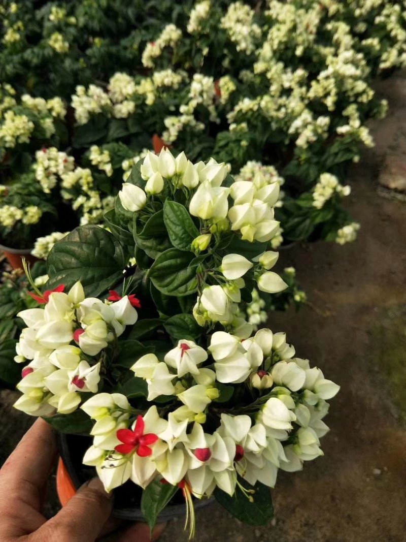 龙吐珠