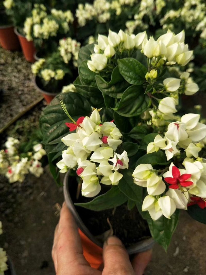 龙吐珠