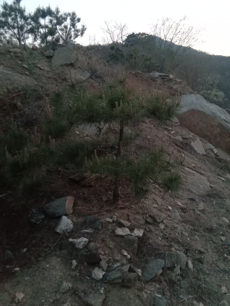 绿化苗木樱花紫薇景松基地直供物优价廉欢迎各位老板洽谈