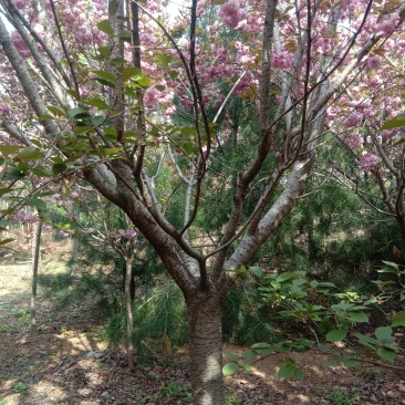 绿化苗木樱花紫薇景松基地直供物优价廉欢迎各位老板洽谈