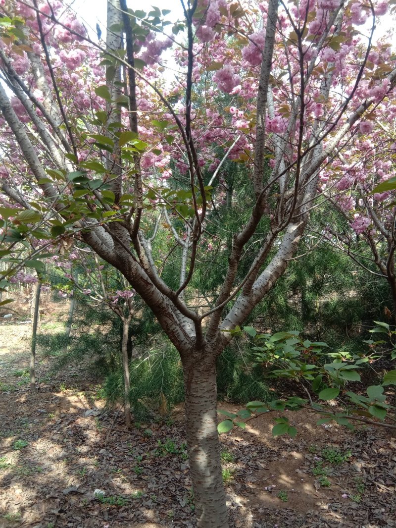 绿化苗木樱花紫薇景松基地直供物优价廉欢迎各位老板洽谈